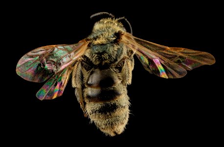 Lasioglossum perpunctatum, F, Back, MI, Alger County 2014-03-21-15.05.33 ZS PMax