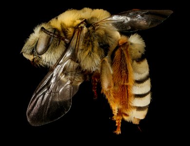 Eucera aragalli, f, side, South Dakota, Pennington Co 2016-01-08-12.21 photo