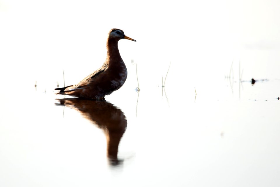 Arctic Bird Fest 2019