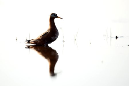 Arctic Bird Fest 2019