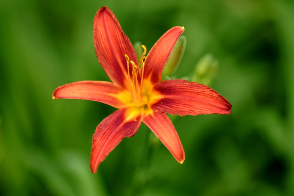 Blumen gehen immer