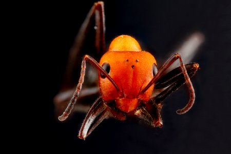 Ant,-face 2012-07-30-17.18.42-ZS-PMax photo