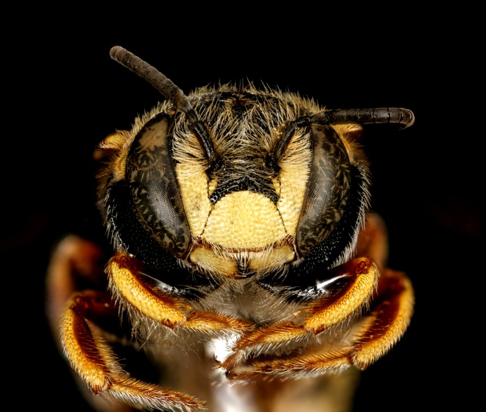 Anthidiellum ehrhorni, m, face, Cochise Co. AZ 2016-10-20-14.54