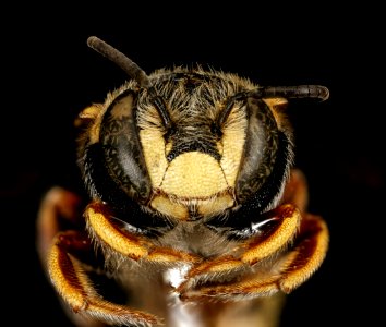 Anthidiellum ehrhorni, m, face, Cochise Co. AZ 2016-10-20-14.54