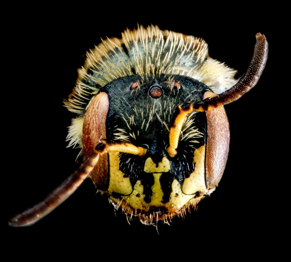 Perdita swenki, F, face, New York, Queens County 2013-02-19-15.53.10 ZS PMax
