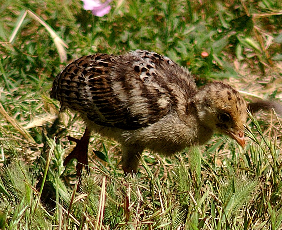 TURKEY, WILD (6-2-06) - young, morro bay, slo co, ca