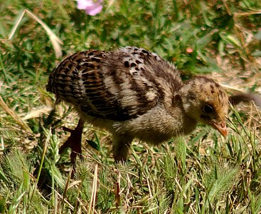 TURKEY, WILD (6-2-06) - young, morro bay, slo co, ca