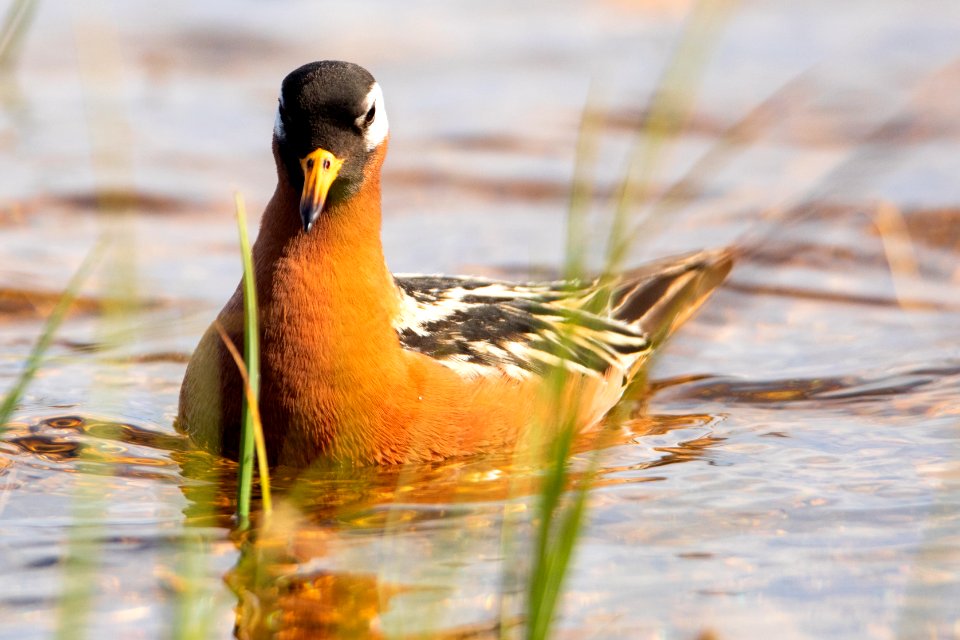 Red phalarope - Arctic Bird Fest 2019
