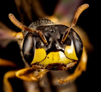 bee species wide face, m, brazil, face 2014-08-08-12.15.52 ZS PMax photo