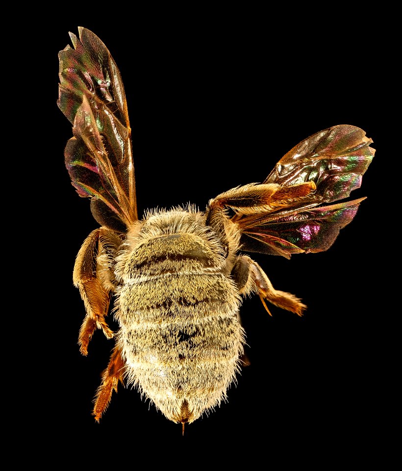 Halictus tectus, f, back, montgomery co, md 2016-07-19-14.29