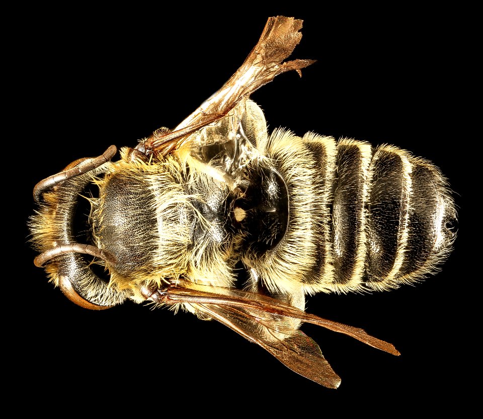 Megachile mendica, m, back, prince george's co, md 2016-04-19-10.45