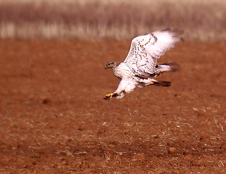 HAWK, FERRUGINOUS (1-4-06) ca-valley, carrizo plain, slo co, ca