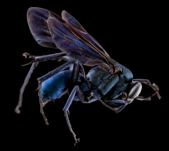 Anoplius amerthystinus, Male, Side, GTMO, Cuba 2013-11-08-15.41.16 ZS PMax photo