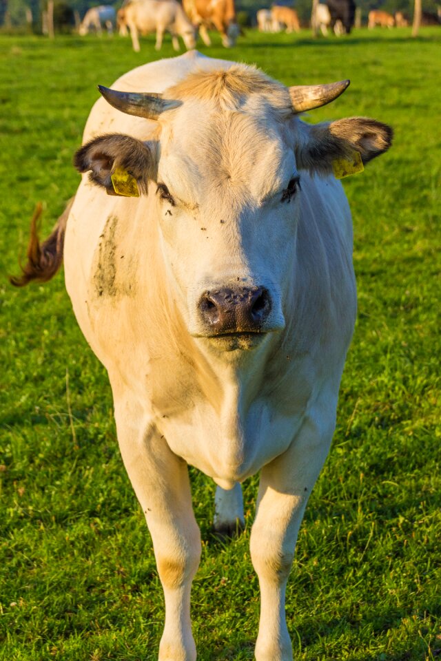 Agriculture animals livestock