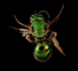 Augochlorella persimillis, f, back, Pocahontas Co, WV 2019-03-21-20.40.44 ZS PMax UDR