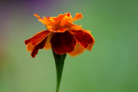 Blumen gehen immer
