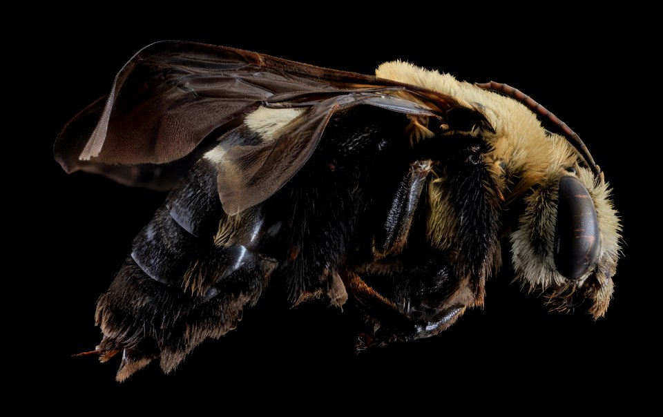 Svastra atripes, Female,Side,Brevard County, FL 2013-11-14-09.44.39 ZS PMax