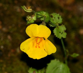 MONKEYFLOWER (mimulus guttatus) (4-17-07) cerro