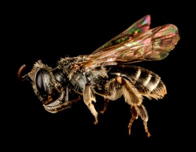 Andrena personata, f, md, eastern neck nwr, side 2015-05-26-05.52.54 ZS PMax