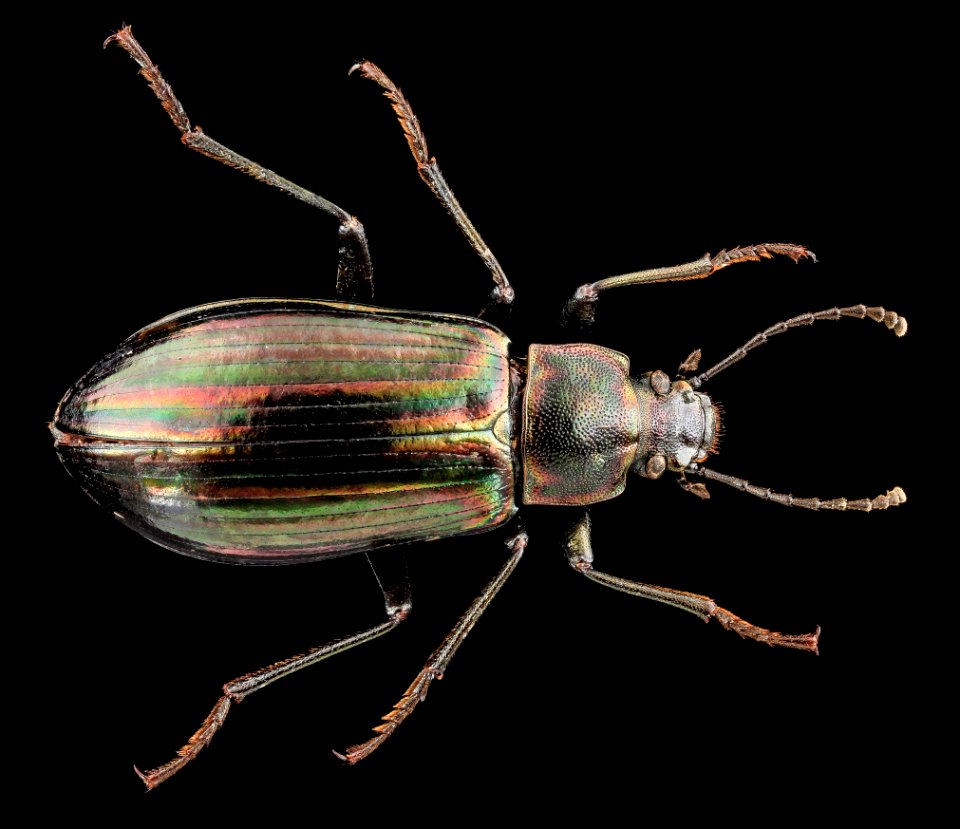 Tarpela micans, U, Back, NC, Buncombie County 2013-07-11-16.46.27 ZS PMax