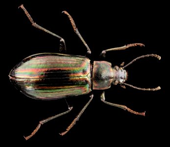 Tarpela micans, U, Back, NC, Buncombie County 2013-07-11-16.46.27 ZS PMax photo