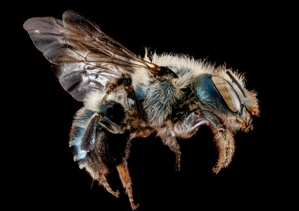 Osmia simillima, side 2012-06-18-17.42