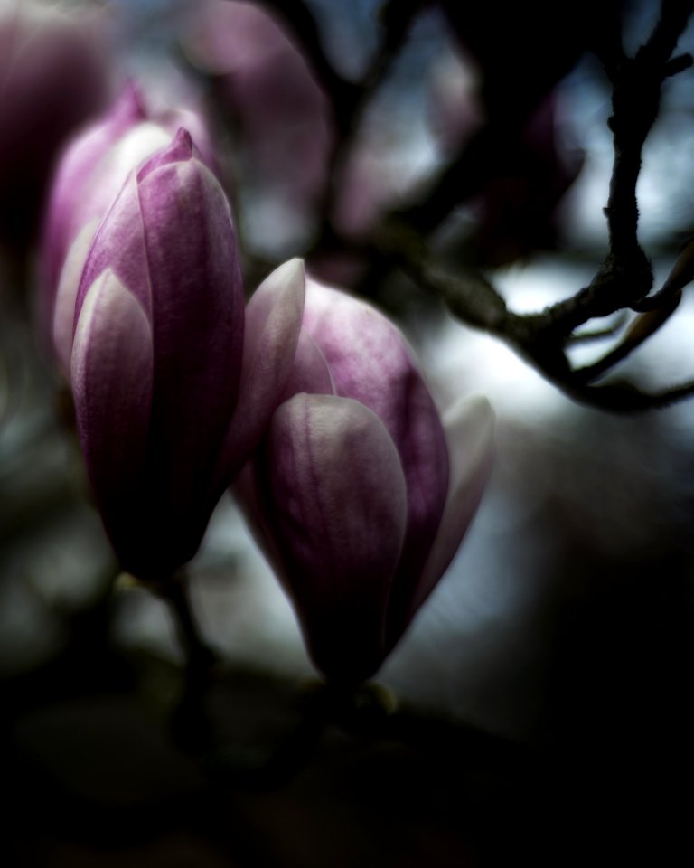 Das jährliche Magnolienfoto