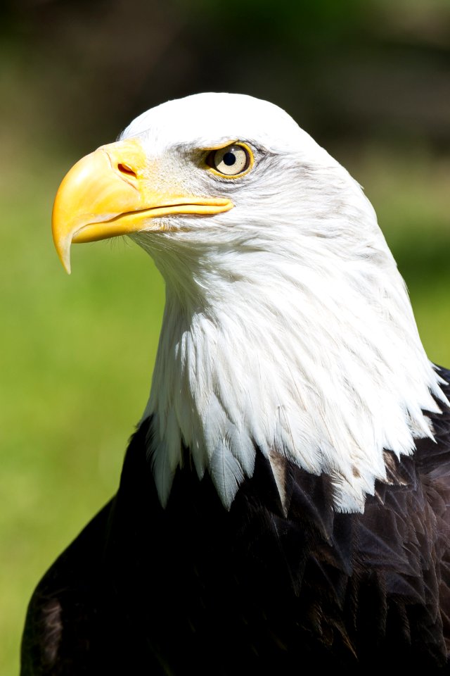 Bald eagle
