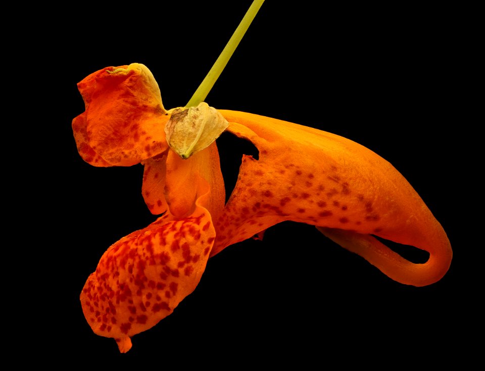 Impatiens capensis, Jewelweed, Howard County, MD, Helen Lowe Metzman 2017-09-28-17.52