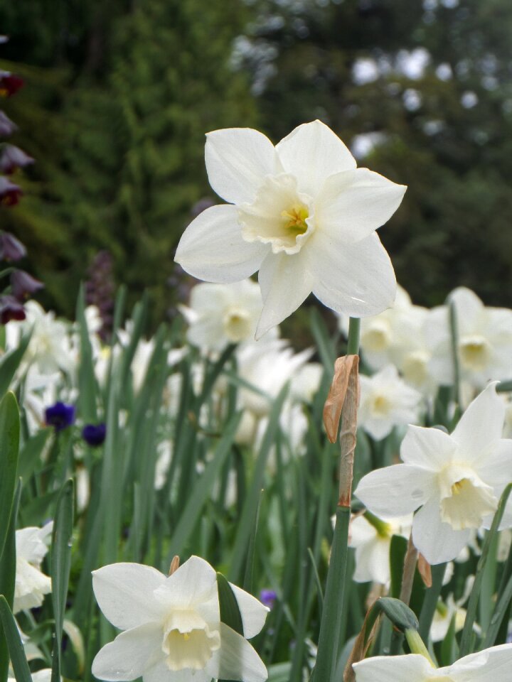 Mainau spring blossom