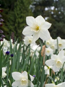 Mainau spring blossom photo