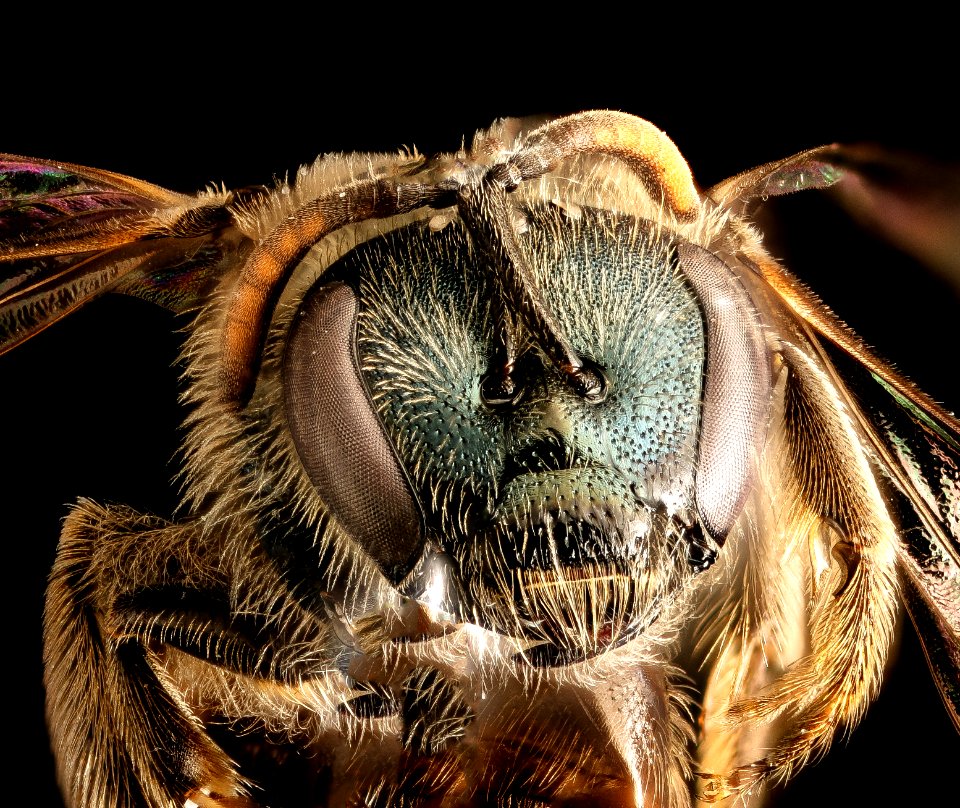 Lasioglossum 2, f, face, Humboldt Co. CA 2016-04-15-23.20