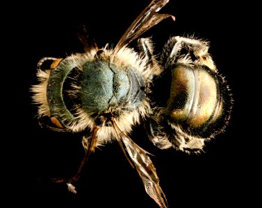 Osmia georgica, m, back, Maryland 2016-06-27-17.40