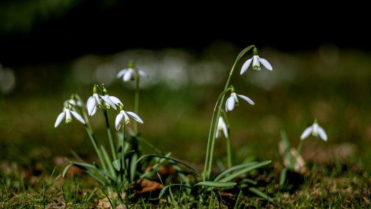 Blumen gehen immer photo