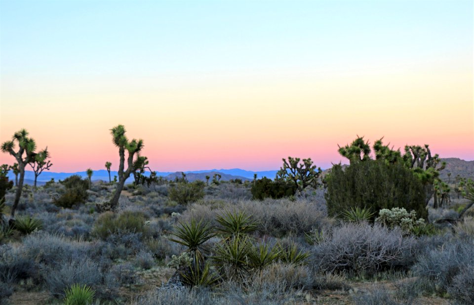 Yucca brevifolia in Joshua Tree National Park at sunset
