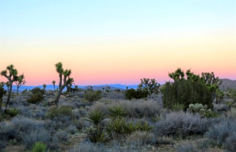 Yucca brevifolia in Joshua Tree National Park at sunset