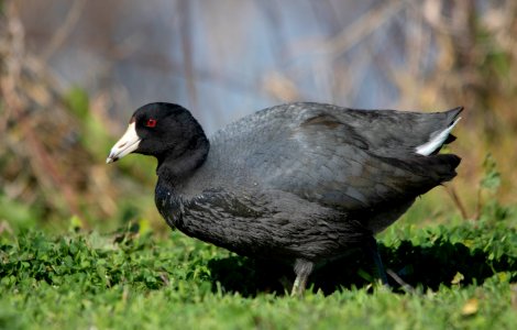 American coot