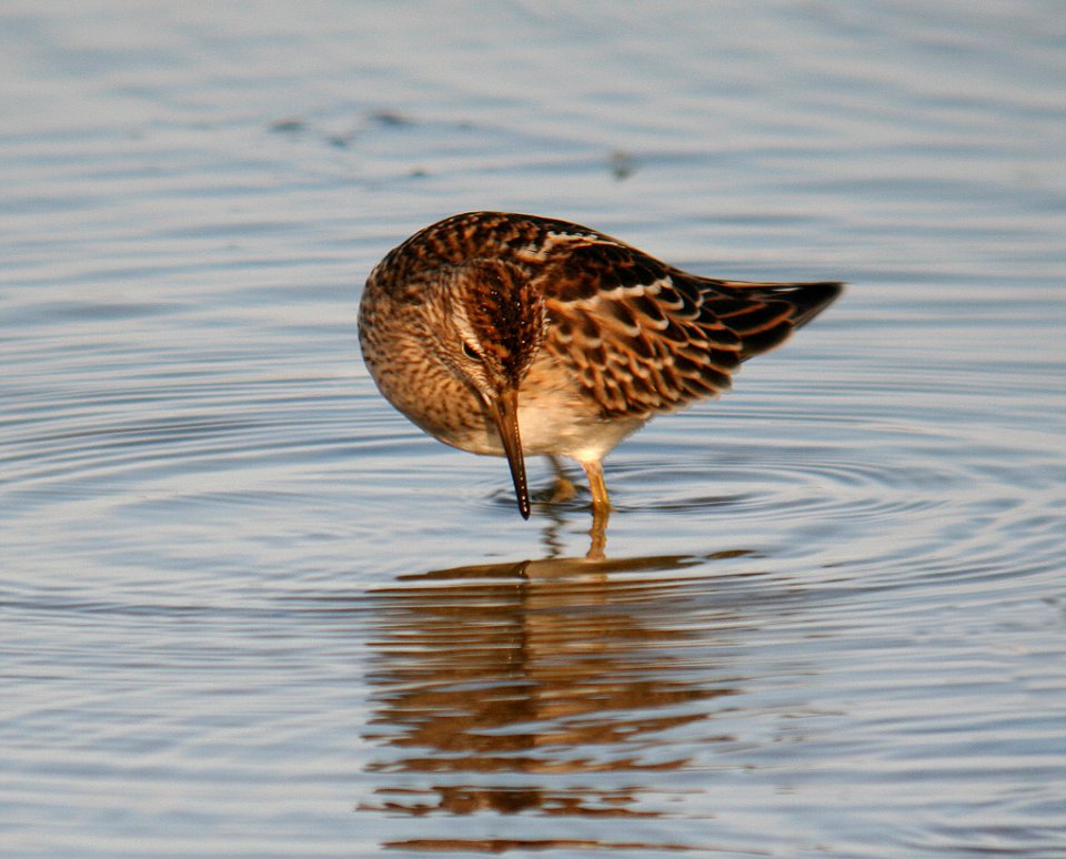 SANDPIPER, PECTORAL (10-11-06)-1