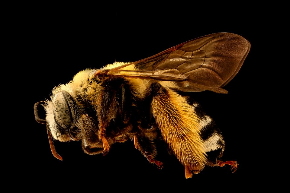 Melissodes comptoides, female, left, Talbot Co, MD 2018-11-15-16.24.34 ZS PMax UDR