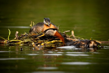 Red-necked grebe photo