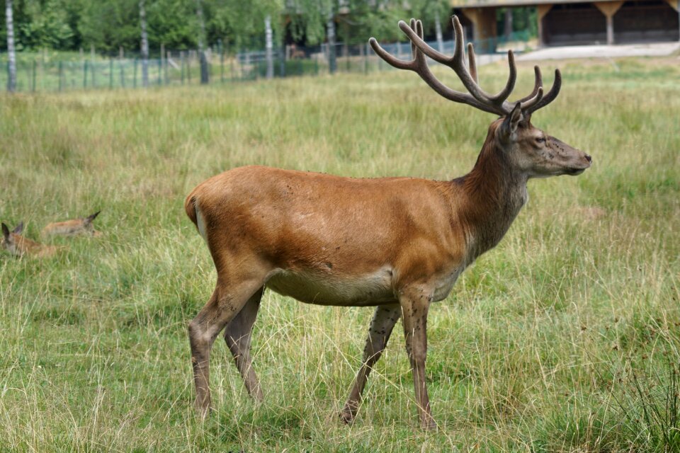 Red deer fallow deer antler