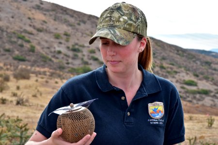 U.S. Fish and Wildlife Service Biologist Emily Cate before setting placing pod with quino in the wild