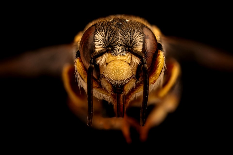 Anthidiellum notatum robertsoni, m, face, Yolo, CA 2018-11-16-15.24.32 ZS PMax UDR
