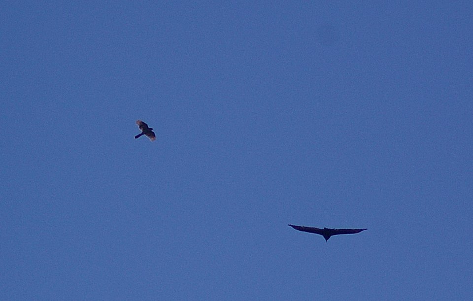 HAWK, COOPERS (6-15-06)
