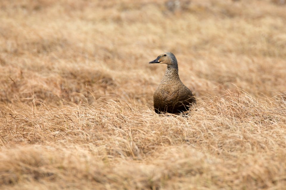 Female king eider at a nest