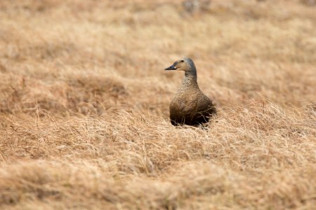 Female king eider at a nest photo