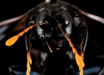 Elm Sawfly?, face 2014-07-01-14.59.19 ZS PMax