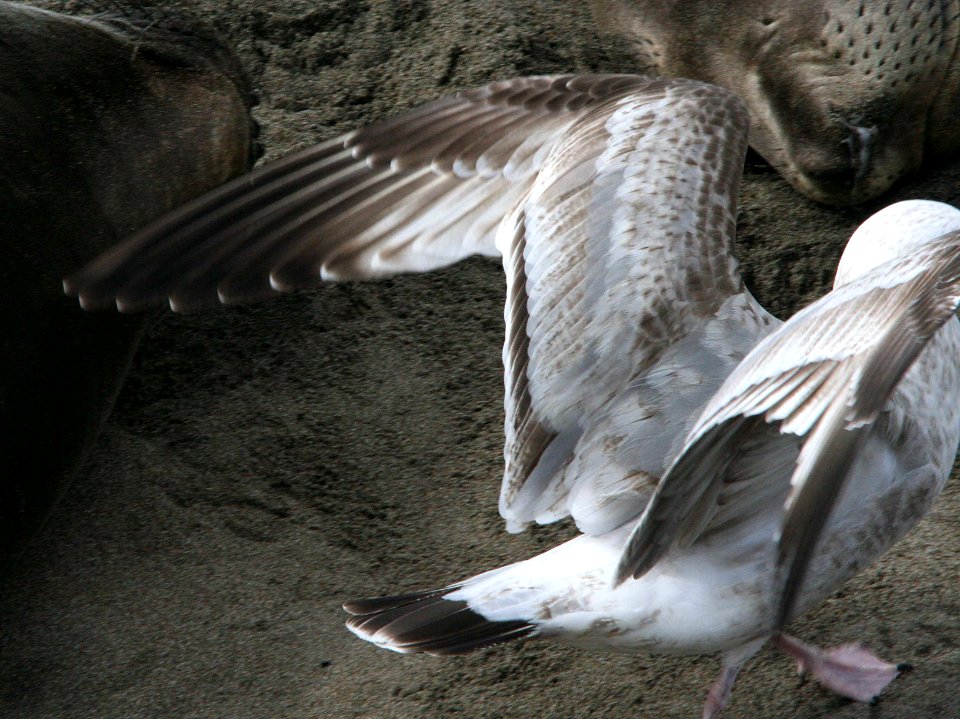 GULL, HERRING (2-9-09) early 2nd summer, el seal overlook -07