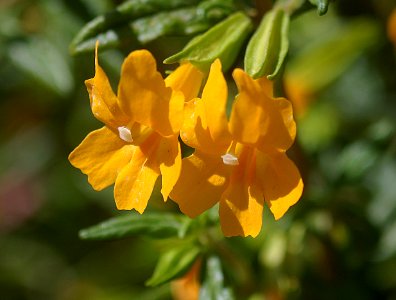 MONKEY FLOWER, STICKY (mimulus aurantiacus) 5-28-06