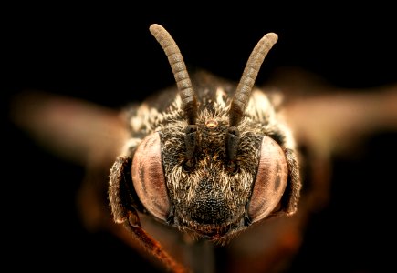 Epeolus americanus, m, face, Rockingham, VA 2019-10-21-18.51.30 ZS PMax UDR